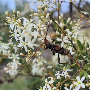 Aridaeus thoracicus at Bungendore, NSW - 8 Jan 2025