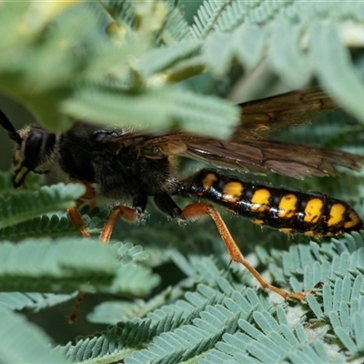 Tiphiidae (family) (Unidentified Smooth flower wasp) at Palerang, NSW - 7 Jan 2025 by AlisonMilton