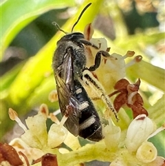 Lasioglossum sp. (genus) at Pialligo, ACT - 8 Jan 2025 by Pirom