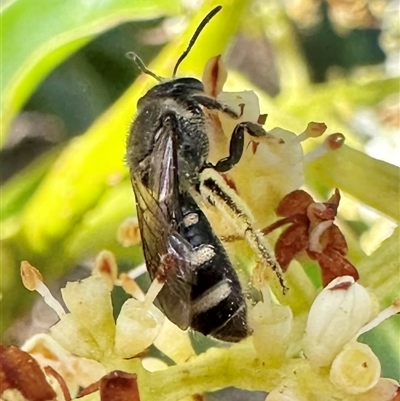 Lasioglossum (Chilalictus) sp. (genus & subgenus) (Halictid bee) at Pialligo, ACT - 8 Jan 2025 by Pirom