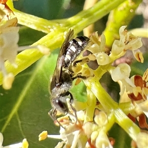 Lasioglossum (Chilalictus) sp. (genus & subgenus) at Pialligo, ACT - 8 Jan 2025 05:01 PM