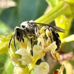 Lasioglossum (Chilalictus) sp. (genus & subgenus) at Pialligo, ACT - 8 Jan 2025 05:01 PM