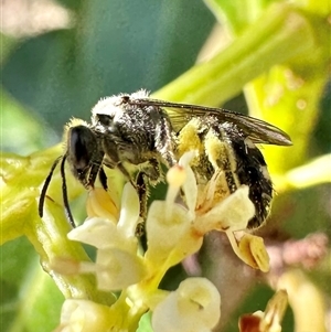 Lasioglossum (Chilalictus) sp. (genus & subgenus) at Pialligo, ACT - 8 Jan 2025 05:01 PM