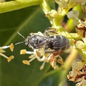 Lasioglossum (Chilalictus) sp. (genus & subgenus) at Pialligo, ACT - 8 Jan 2025 05:01 PM