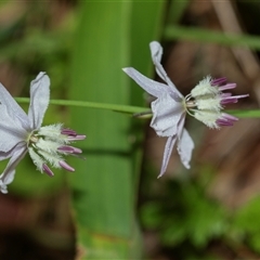 Arthropodium milleflorum (Vanilla Lily) at Palerang, NSW - 7 Jan 2025 by AlisonMilton