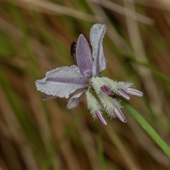 Arthropodium milleflorum at Palerang, NSW - 7 Jan 2025 01:27 PM