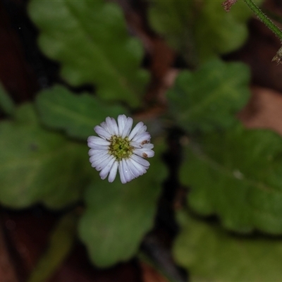 Lagenophora stipitata (Common Lagenophora) at Palerang, NSW - 7 Jan 2025 by AlisonMilton