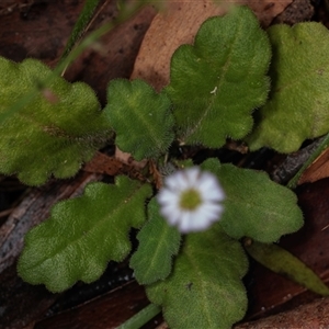 Lagenophora stipitata at Palerang, NSW - 7 Jan 2025