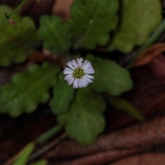 Lagenophora stipitata at Palerang, NSW - 7 Jan 2025