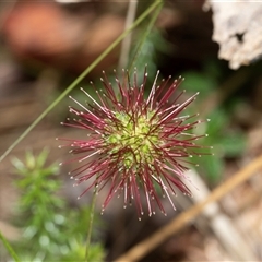 Acaena novae-zelandiae (Bidgee Widgee) at Palerang, NSW - 7 Jan 2025 by AlisonMilton