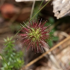 Acaena novae-zelandiae at Palerang, NSW - 7 Jan 2025 01:18 PM