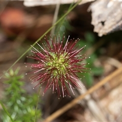 Acaena novae-zelandiae at Palerang, NSW - 7 Jan 2025 01:18 PM