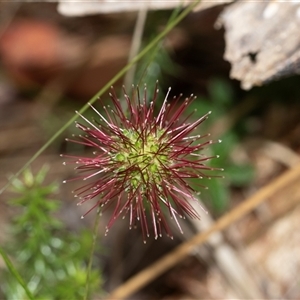 Acaena novae-zelandiae at Palerang, NSW - 7 Jan 2025 01:18 PM