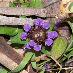 Unidentified Other Wildflower or Herb at Palerang, NSW - 7 Jan 2025 by AlisonMilton