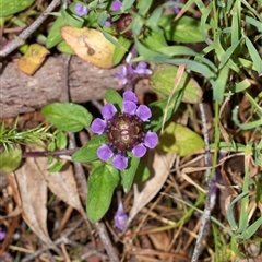 Prunella vulgaris at Palerang, NSW - 7 Jan 2025 01:26 PM