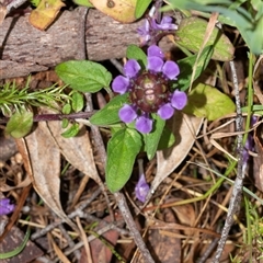 Prunella vulgaris at Palerang, NSW - 7 Jan 2025 01:26 PM