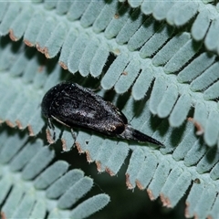 Mordella sp. (genus) (Pintail or tumbling flower beetle) at Palerang, NSW - 7 Jan 2025 by AlisonMilton