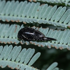 Mordella sp. (genus) at Palerang, NSW - 7 Jan 2025