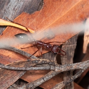 Myrmecia sp. (genus) at Forbes Creek, NSW - 7 Jan 2025 12:50 PM