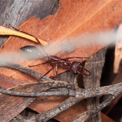 Myrmecia simillima (A Bull Ant) at Forbes Creek, NSW - 7 Jan 2025 by AlisonMilton