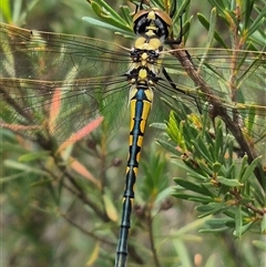 Hemicordulia tau (Tau Emerald) at Bungendore, NSW - 8 Jan 2025 by clarehoneydove