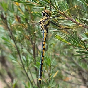 Hemicordulia tau at Bungendore, NSW - suppressed