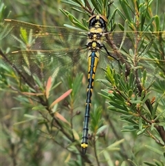 Hemicordulia tau at Bungendore, NSW - suppressed