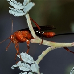Lissopimpla excelsa (Orchid dupe wasp, Dusky-winged Ichneumonid) at Palerang, NSW - 7 Jan 2025 by AlisonMilton