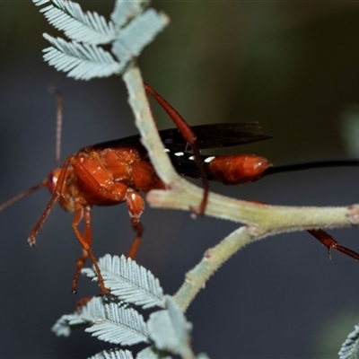 Lissopimpla excelsa (Orchid dupe wasp, Dusky-winged Ichneumonid) at Palerang, NSW - 7 Jan 2025 by AlisonMilton