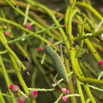 Orthodera ministralis (Green Mantid) at Bungendore, NSW - 8 Jan 2025 by clarehoneydove