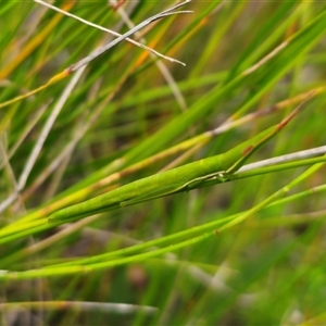 Psednura pedestris at Jerrawangala, NSW - 8 Jan 2025