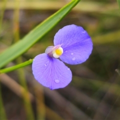 Comesperma sphaerocarpum (Broom Milkwort) at Jerrawangala, NSW - 8 Jan 2025 by Csteele4