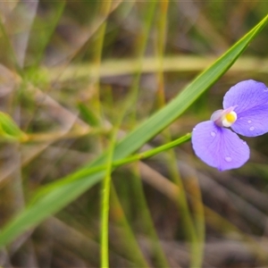 Comesperma sphaerocarpum at Jerrawangala, NSW - 8 Jan 2025 06:39 PM