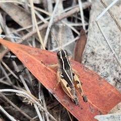 Macrotona australis at Bungendore, NSW - 8 Jan 2025 by clarehoneydove