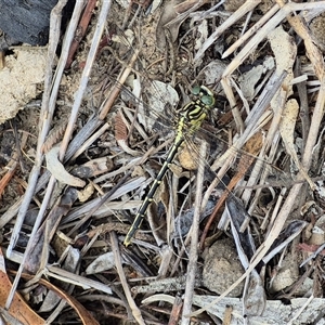 Austrogomphus guerini at Bungendore, NSW - 8 Jan 2025