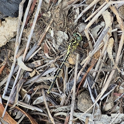 Austrogomphus guerini (Yellow-striped Hunter) at Bungendore, NSW - 8 Jan 2025 by clarehoneydove