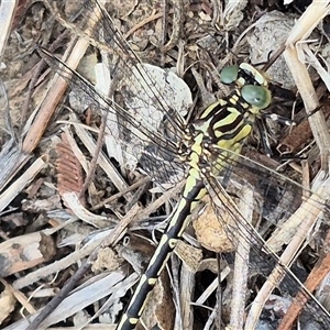 Austrogomphus guerini at Bungendore, NSW - 8 Jan 2025