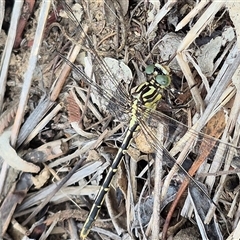 Austrogomphus guerini at Bungendore, NSW - 8 Jan 2025