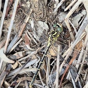 Austrogomphus guerini at Bungendore, NSW - 8 Jan 2025