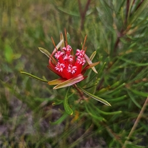 Lambertia formosa at Jerrawangala, NSW - 8 Jan 2025