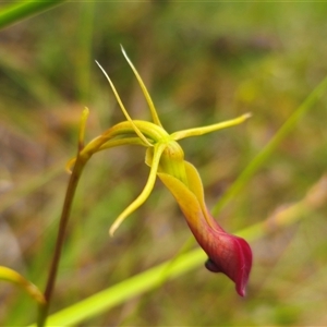 Cryptostylis subulata at Mundamia, NSW - suppressed