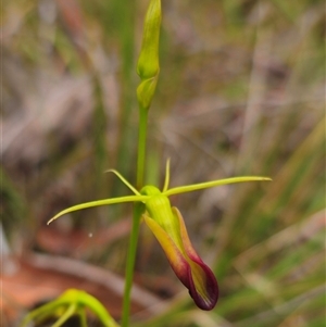 Cryptostylis subulata at Mundamia, NSW - suppressed