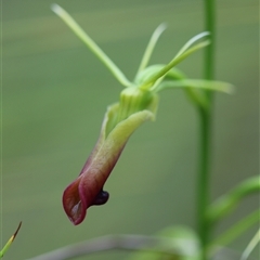 Cryptostylis subulata at Mundamia, NSW - 8 Jan 2025