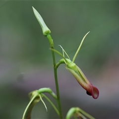 Cryptostylis subulata at Mundamia, NSW - suppressed