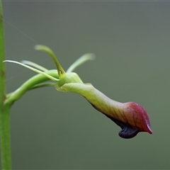 Cryptostylis subulata at Mundamia, NSW - suppressed