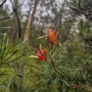 Lambertia formosa at Mundamia, NSW - 8 Jan 2025