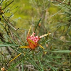 Lambertia formosa at Mundamia, NSW - 8 Jan 2025