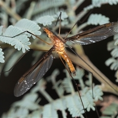 Leptotarsus (Macromastix) costalis (Common Brown Crane Fly) at Forbes Creek, NSW - 7 Jan 2025 by AlisonMilton