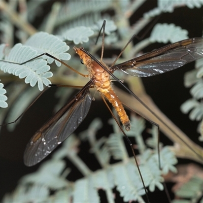 Leptotarsus (Macromastix) costalis (Common Brown Crane Fly) at Forbes Creek, NSW - 7 Jan 2025 by AlisonMilton