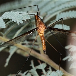 Leptotarsus (Macromastix) costalis at Forbes Creek, NSW - 7 Jan 2025